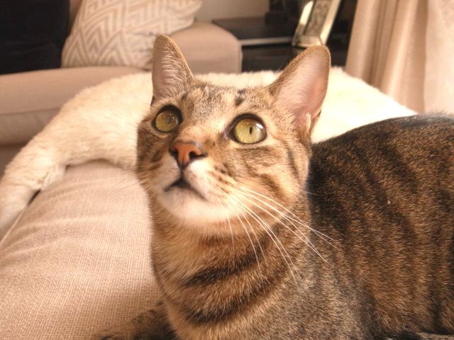 救出され 甘えん坊だった保護猫 家族を支える存在に 犬 猫との幸せな暮らしのためのペット情報サイト Sippo