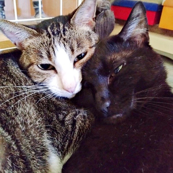 ぴったりくっ付いて過ごす（左から）柚子ちゃん、実陽くん