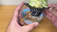 キャベツの芯から根が出てきたところ（提供：みかんぼーや1987さん）