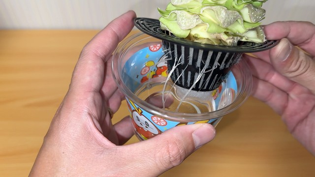 キャベツの芯から根が出てきたところ（提供：みかんぼーや1987さん）