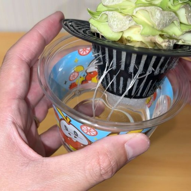 キャベツの芯から根が出てきたところ（提供：みかんぼーや1987さん）