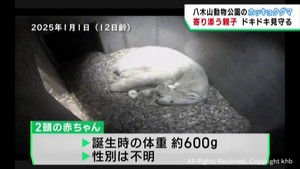 仙台市八木山動物公園でホッキョクグマの赤ちゃん生まれる　すくすく育つ　