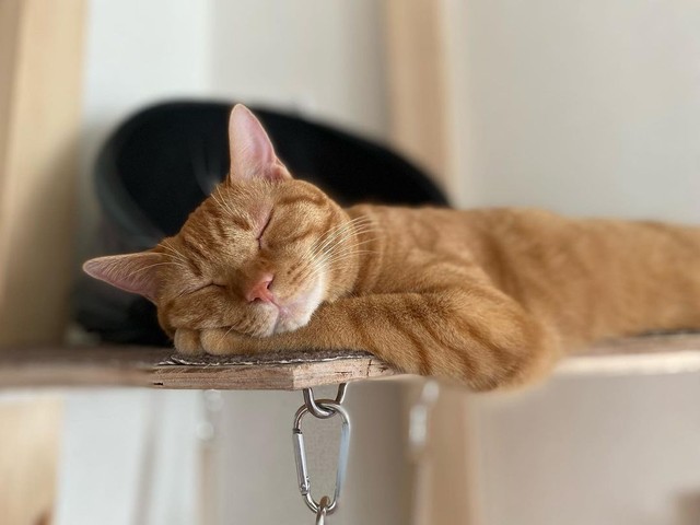 見ているだけで癒される