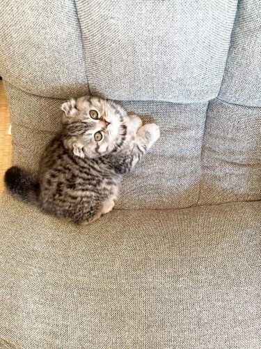 家にきたころの「みかんちゃん」