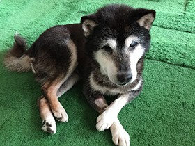 ３匹目の預かり犬も柴あちゃん！　目も耳も悪いのになでられまいとスルッと逃げる