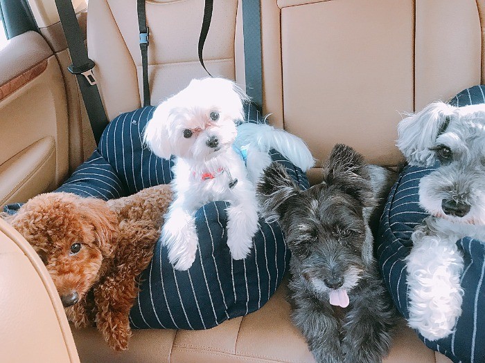 右から２番目が安定のキャンちゃんです