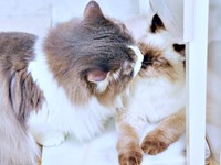 弟猫・るねくんの毛繕いをするたおくん（画像提供：たおとるねさん）