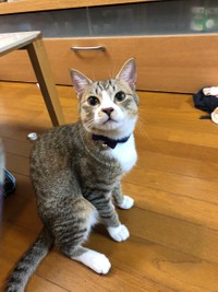 アリに夢中だったもずくちゃん＝もずく＆こんぶ（保護猫・姉弟）さん（@mozukon_xiaomao）提供