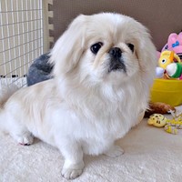 トリミングを終えて愛らしさに磨きがかかったペっぺちゃん（画像提供：ペっぺさん）