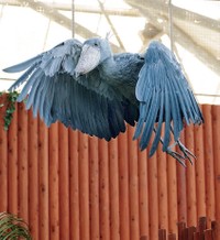 「ハシビロコウのふたば」（写真・南幅俊輔）より