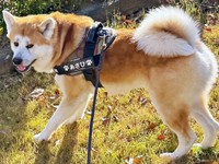 寒さに負けず、元気に散歩を楽しむあさひくん（画像提供：秋田犬あさひ akitainu asahiさん）