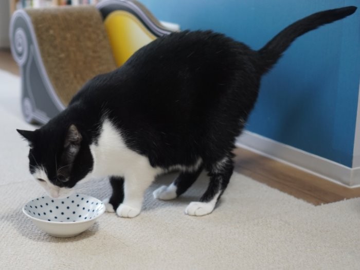 お上品に会食中