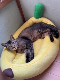 すっかり家でもくつろげるようになった＝anko_kinako222さん提供