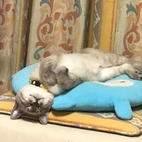 器用な寝方だにゃ～