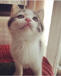 お迎え時、小さく愛らしいリボンちゃん（画像提供：ココ･リボンさん）