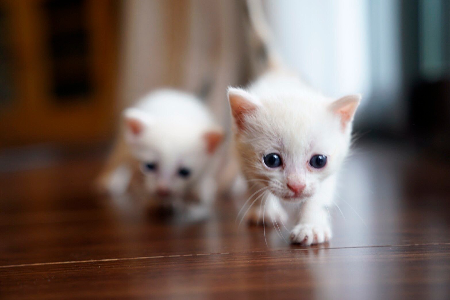 お団子猫→美猫」華麗なる変身とネットで話題 道の駅に捨てられていた