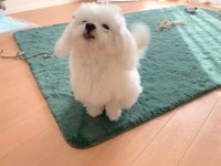 マッテルマッテルマッテル（動画よりキャプチャ／提供：かわいいぬさん）