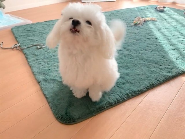 マッテルマッテルマッテル（動画よりキャプチャ／提供：かわいいぬさん）