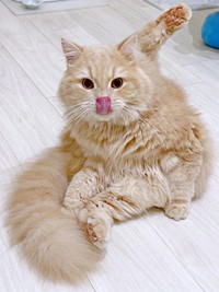 舌ペロリ！ 毛づくろいに励むつきみくん（画像提供：つきみねこさん）