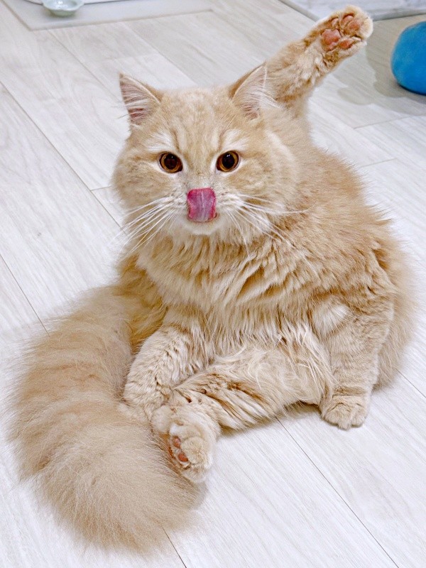 舌ペロリ！ 毛づくろいに励むつきみくん（画像提供：つきみねこさん）