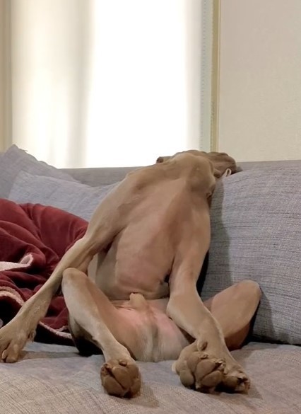 寝ちゃった･･･（「ルピロア ワイマラナー」さん提供、Twitterよりキャプチャ撮影）