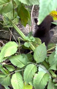 草むらにうごめく小さな黒い影が！（「猫野四季＊」さん提供、Xよりキャプチャ撮影）