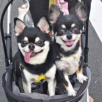 仲良くお散歩。（左から）同居犬・ぶんたちゃん、みつ子ちゃん（画像提供：今日のぶんたとみつ子さん）