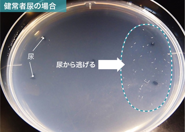 線虫は健常者の尿の匂いは嫌いで、寄っていかない特性がある