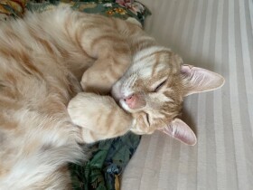 食いしん坊の愛猫たちが「セルフサービス」を習得　扉を開けるのはお手の物