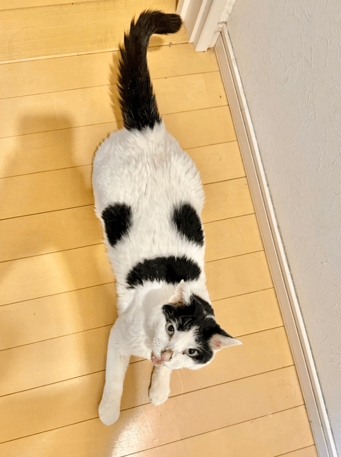 もののけ姫の「こだま」みたいな模様がかわいい　画像提供：猫沼さん
