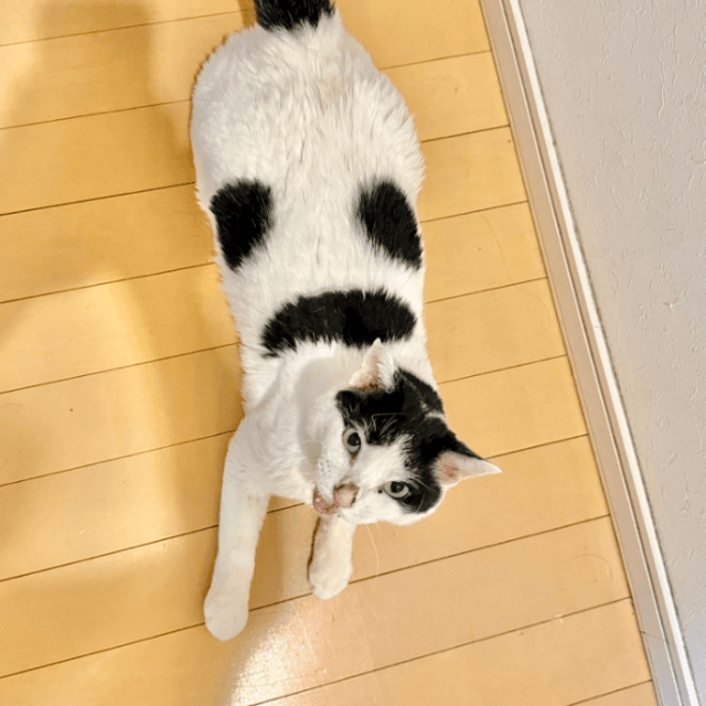 もののけ姫の「こだま」みたいな模様がかわいい　画像提供：猫沼さん