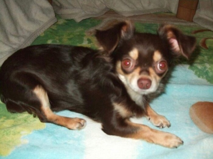 家にきたころの「くるみ」