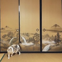 襖絵から「猫」が出てきた！？（提供：なつめ さん）