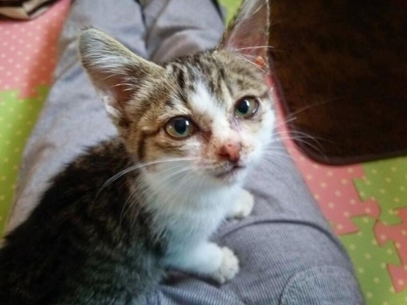 家にきたころの「あずき」