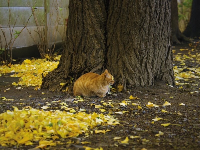 落ち葉が顔に張りついています　（沖昌之　撮影　/ 大和書房　提供）