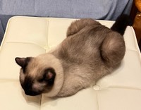 すっかり色が変化してシックな姿になったなみちゃん（提供：ソレイユさん）