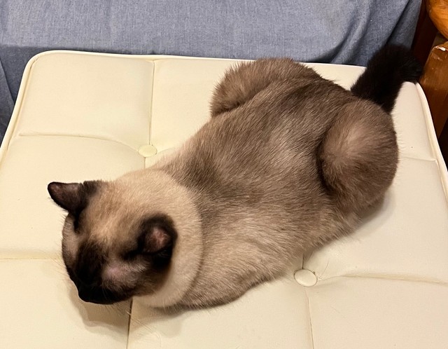 すっかり色が変化してシックな姿になったなみちゃん（提供：ソレイユさん）