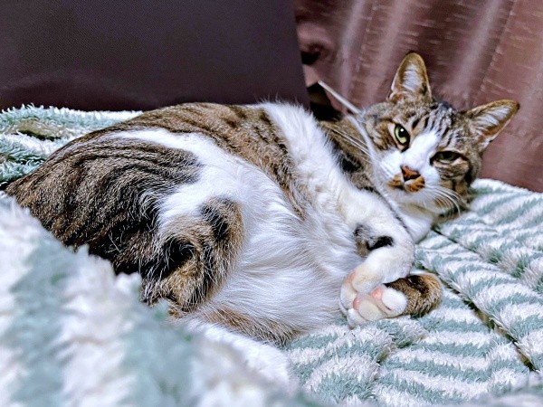 落ち込む飼い主さんのそばに来たこたろくん。のどをゴロゴロ鳴らして見つめています（画像提供：ぴてさん）