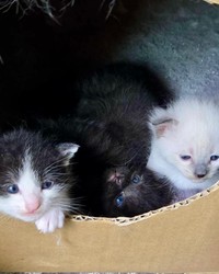 これで生後20日くらいです。