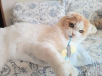 寛解後には、おもちゃで元気に遊ぶ姿も見られた