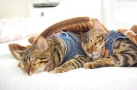 椛お姉ちゃん(左)と仲良くお昼寝