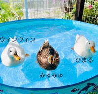 鴨カラーのリーダーみゅみゅちゃん、ひっくり返ってるウィンウィンちゃん、唯一の男子ひまるくん（提供：あひらあにごう＠✨ The best professional athlete 💫さん）