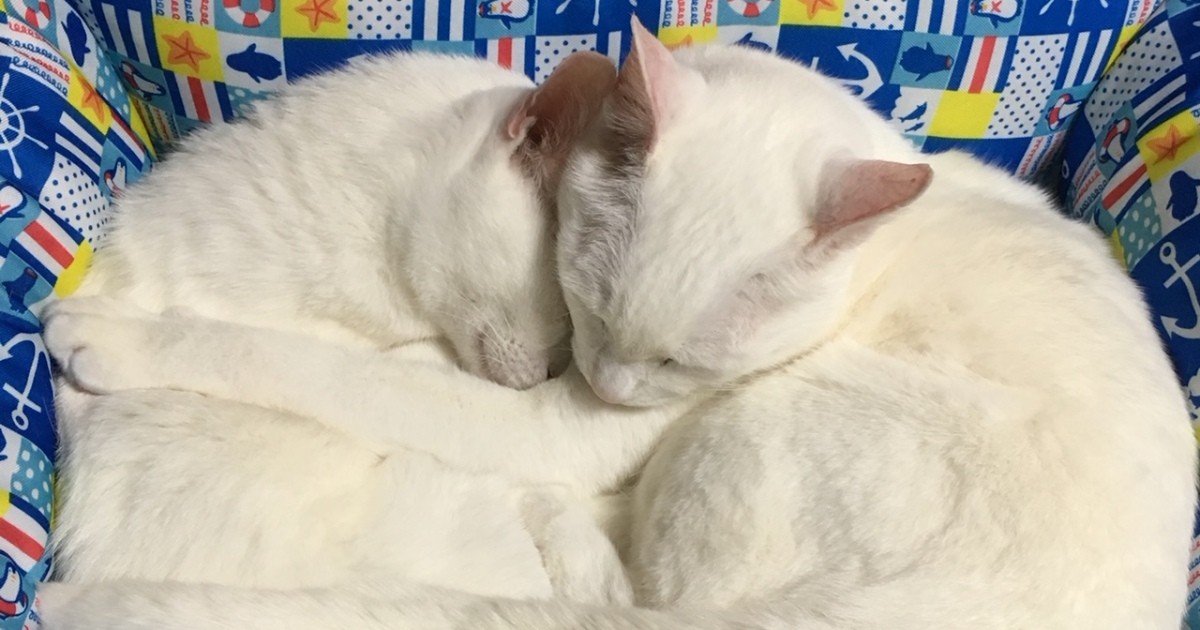 知っていれば早く気づけたかも…　愛猫の病を「もう後悔したくない」と学ぶ飼い主の今 | 犬・猫との幸せな暮らしのためのペット情報サイト「sippo」 - Vimarsana News