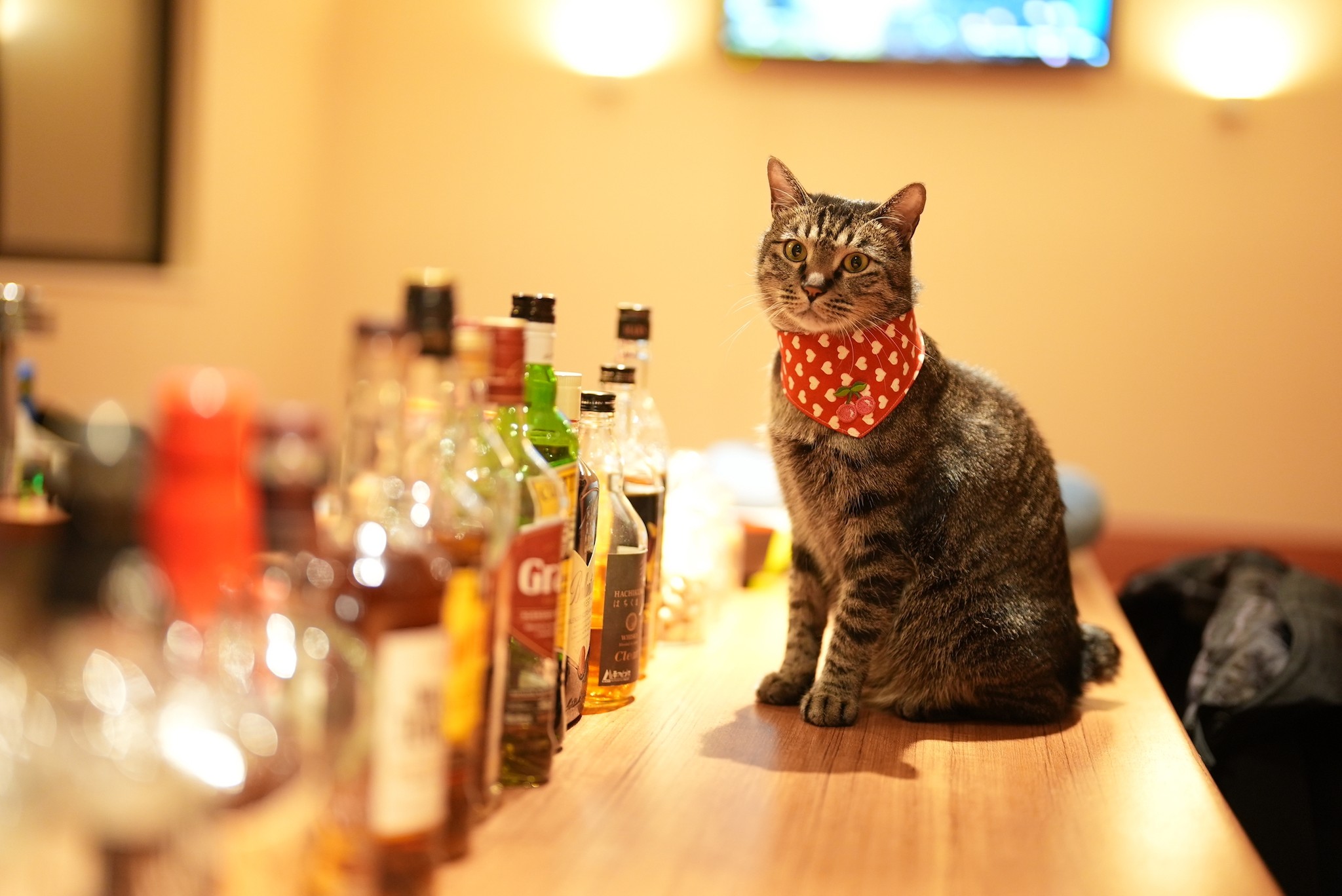 ビルの隙間でずっと鳴いていた子猫 バーのマスターに引き取られ「猫