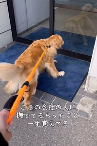 会社の入口にぐいぐい向かっていく大型犬が話題に（飼い主さん提供、Instagramよりキャプチャ撮影）