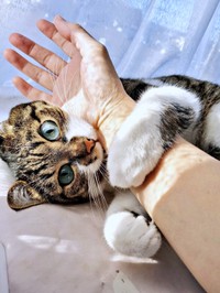 飼い主さんの腕に抱きついて朝のあいさつをするてつおくん（画像提供：まりてつさん）