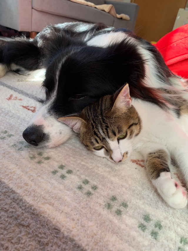 頭の位置も揃えて仲良しなしずくちゃんとバロンくん（提供：ボーダーコリーしずくさん）