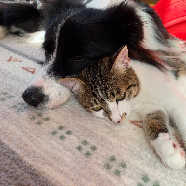 頭の位置も揃えて仲良しなしずくちゃんとバロンくん（提供：ボーダーコリーしずくさん）