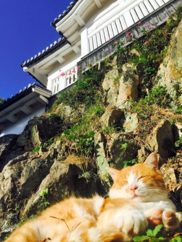 備中松山城を守る？城主のさんじゅーろー＝高梁市観光協会提供