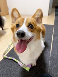 にっこり笑みを浮かべるキュートなニックくん（画像提供：紫月さん）